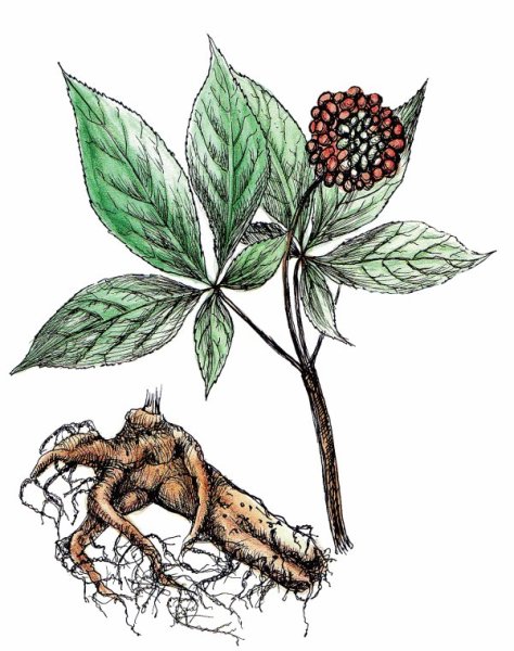 Женьшень обыкновенный гербарий