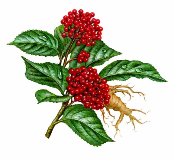 Красный женьшень цветок