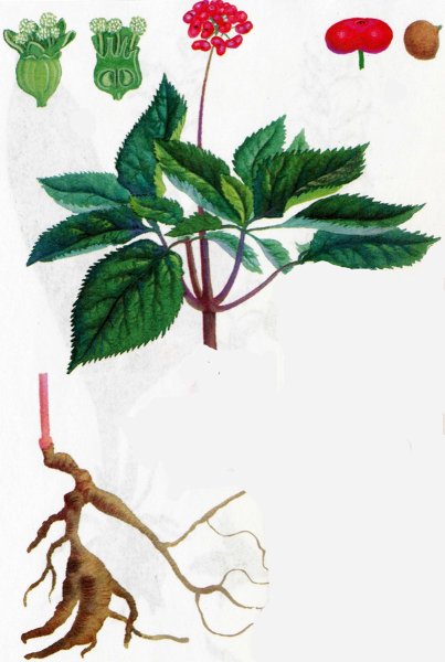 Женьшень ЛРС