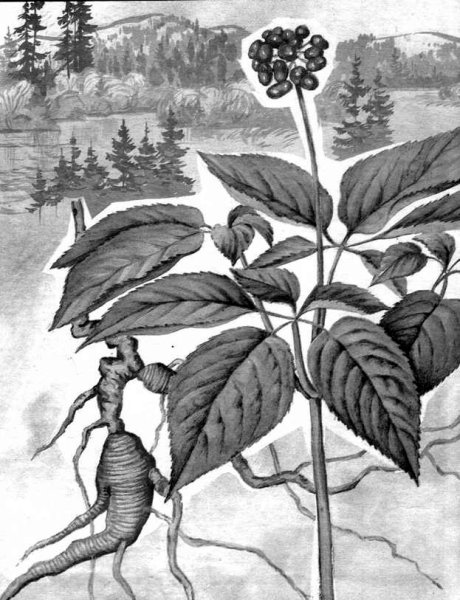 Женьшень Гринсайд