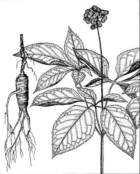 Корни женьшеня Фармакогнозия