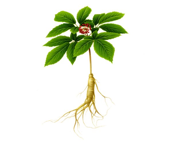 Женьшень настоящий (Panax Ginseng)