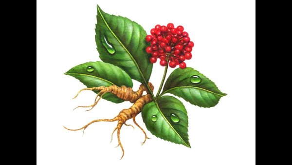 Женьшень Фармакогнозия