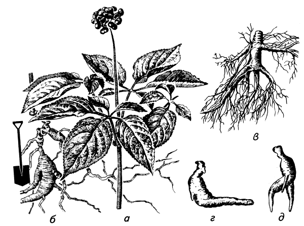 Корни женьшеня ЛРС