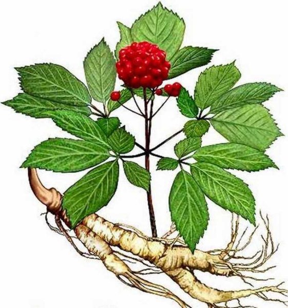 Panax Ginseng