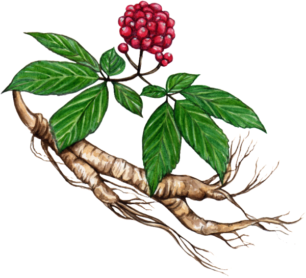 Женьшень элеутерококк заманиха