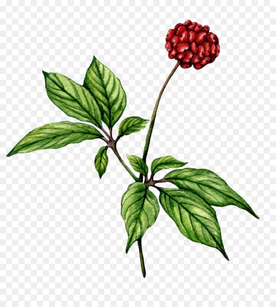 Женьшень адаптоген