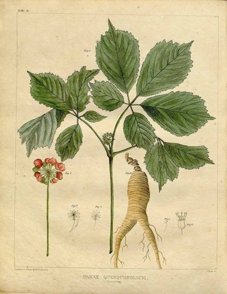 Женьшень настоящий (Panax Ginseng)