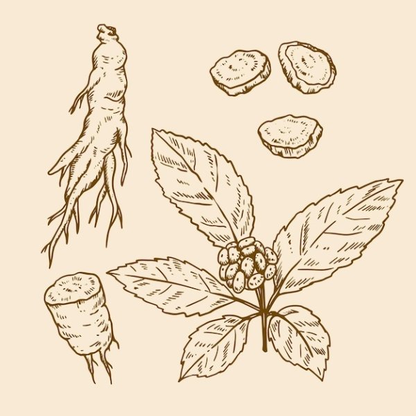 Женьшень рисунок