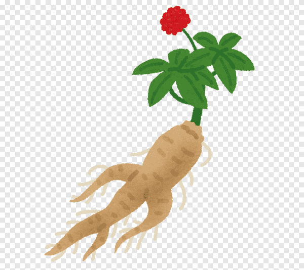 Азиатский женьшень