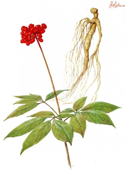 Корни женьшеня Фармакогнозия