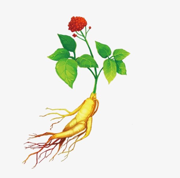 Корни женьшеня Фармакогнозия