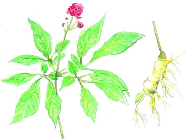 Женьшень обыкновенный Фармакогнозия