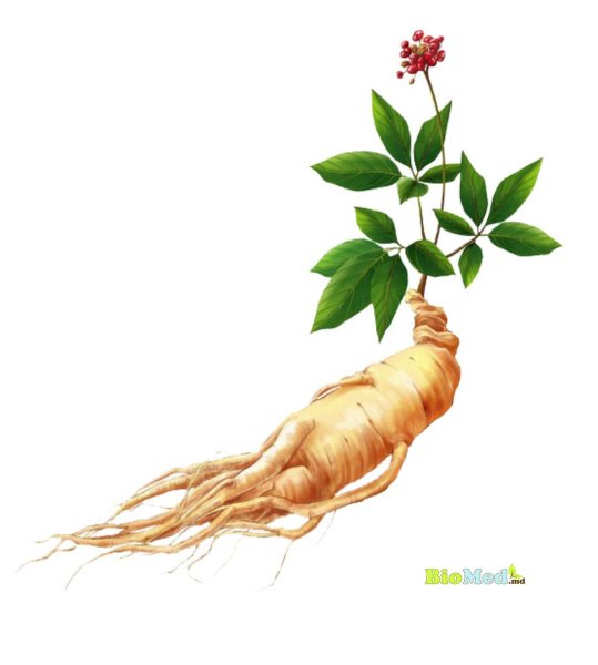 Panax Ginseng