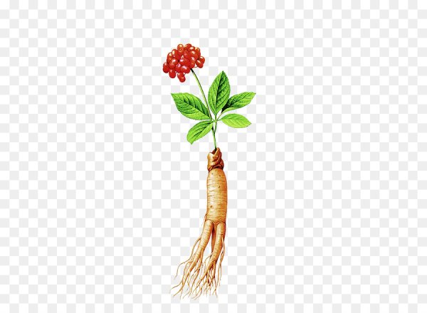 Panax Ginseng Фармакогнозия