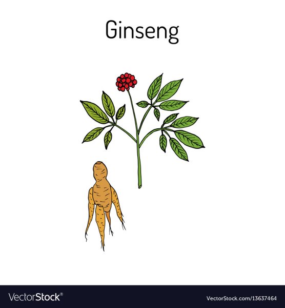 Женьшень рисунок