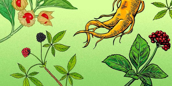 Красный женьшень для детей