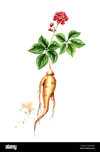 Женьшень вектор