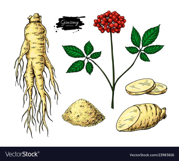 Эскиз женьшень