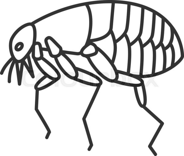 Раскраска блоха для детей