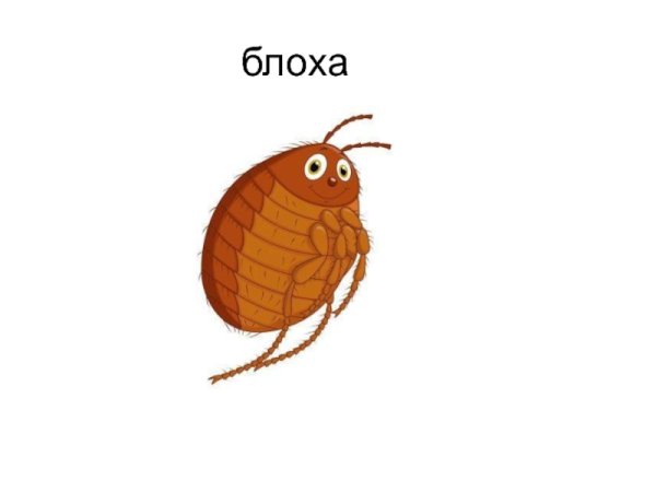 Блоха рисунок для детей