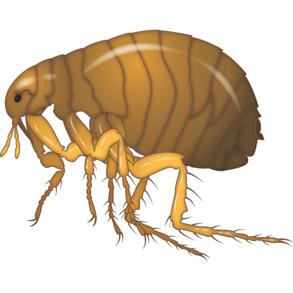 Блоха мультяшная