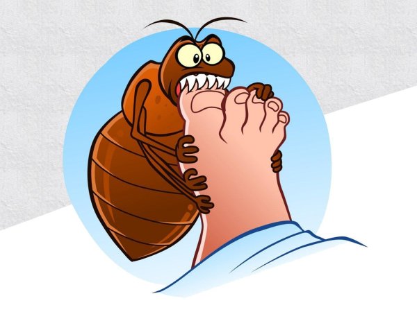 Блоха мультяшная