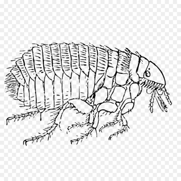 Нарисовать блоху