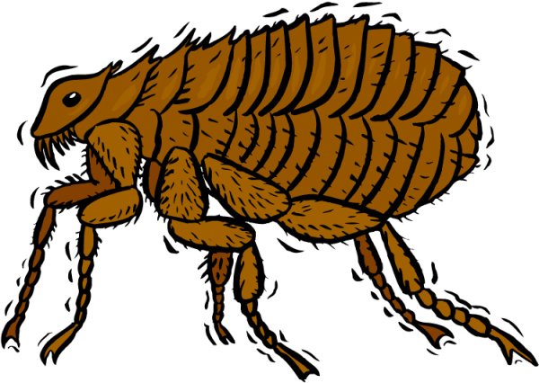 Блоха мультяшный