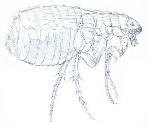 Блоха зарисовки