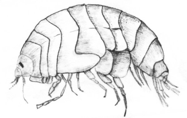 Блоха рисунок