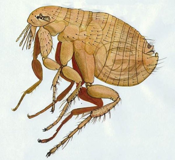 Блоха раскраска