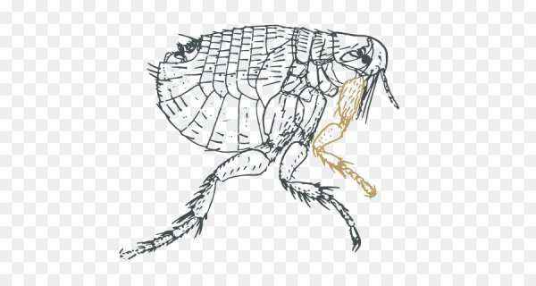 Блоха без фона