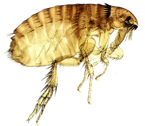 Тараканы мультяшные