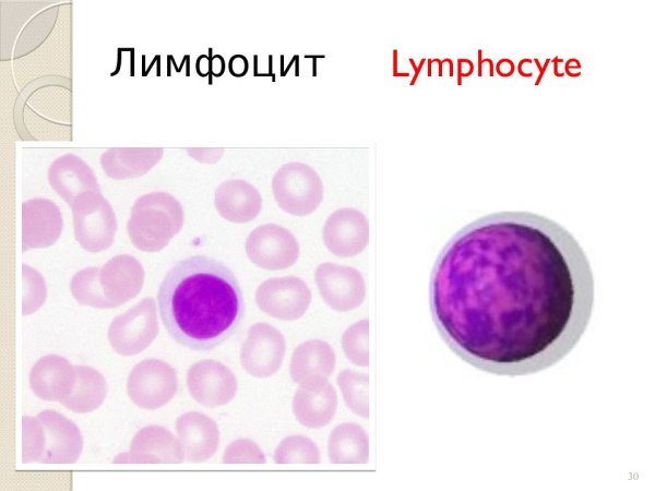 Тени Боткина Гумпрехта