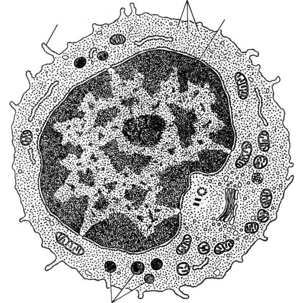 Макрофаг Электронограмма