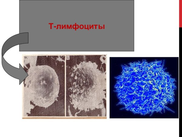 Б лимфоциты строение