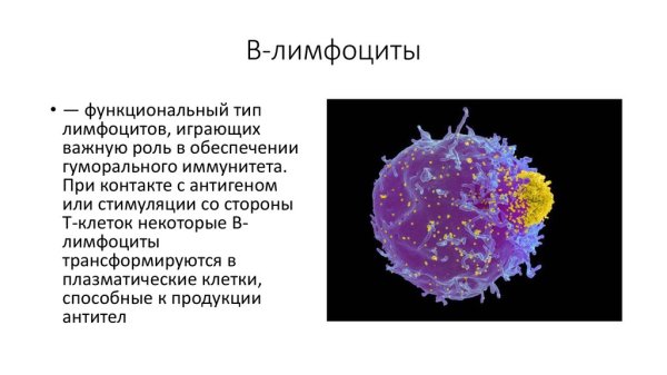 Б лимфоциты