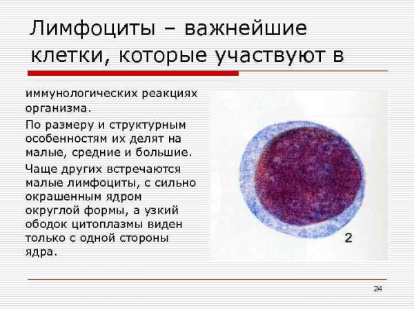 Клетки крови моноциты лимфоциты