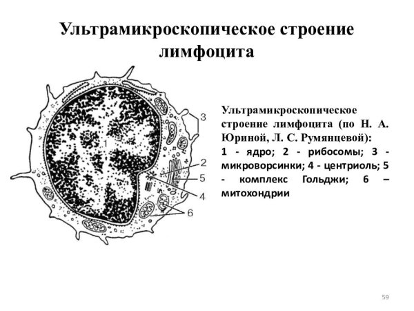 Функции клеток крови лимфоциты