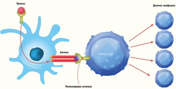 T И B лимфоциты