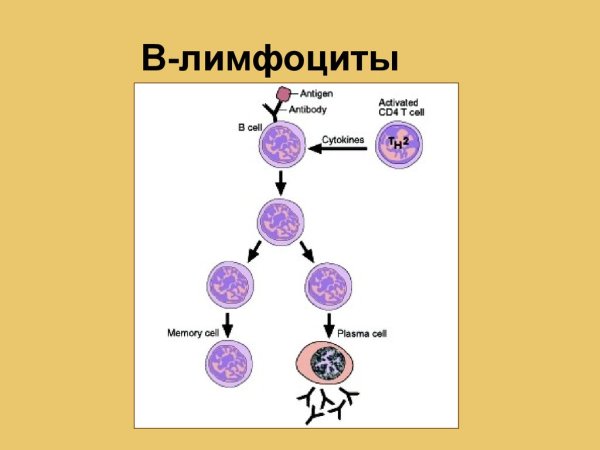 Б-лимфоциты иммунной системы