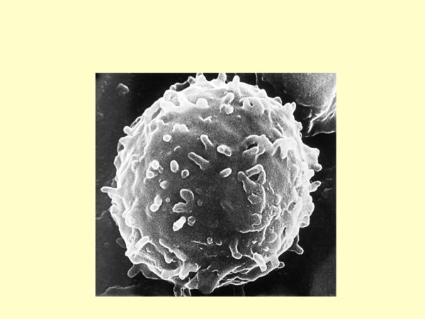 Т хелперы 1 иммунный ответ