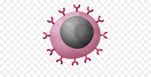 Виды лейкоцитов нейтрофилы базофилы эозинофилы моноциты лимфоциты