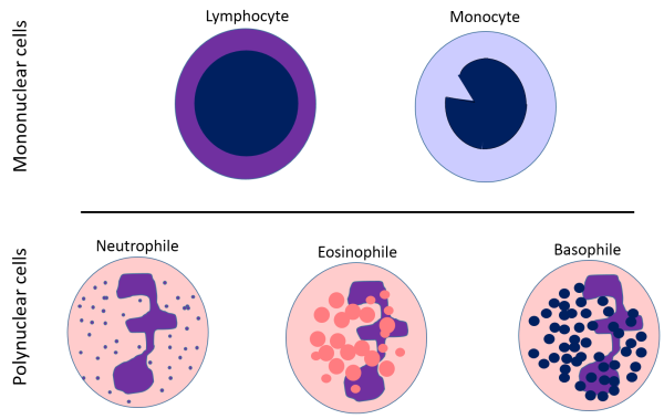 Механизмы противовирусного иммунитета антитела