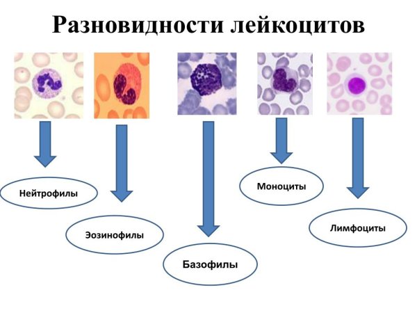 Лейкоциты крови нейтрофил эозинофилы базофилы