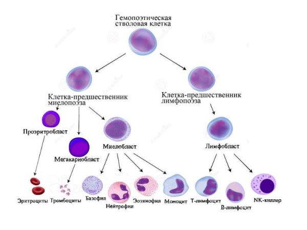 Схема иммунного ответа клеточный иммунитет