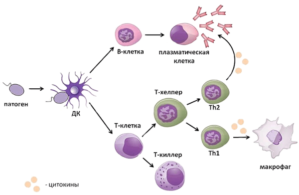 Клетка человека без фона