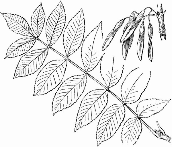 Ясень обыкновенный гербарий