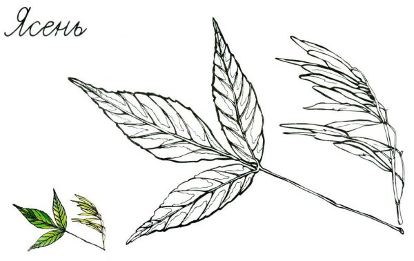 Ясень пенсильванский лист